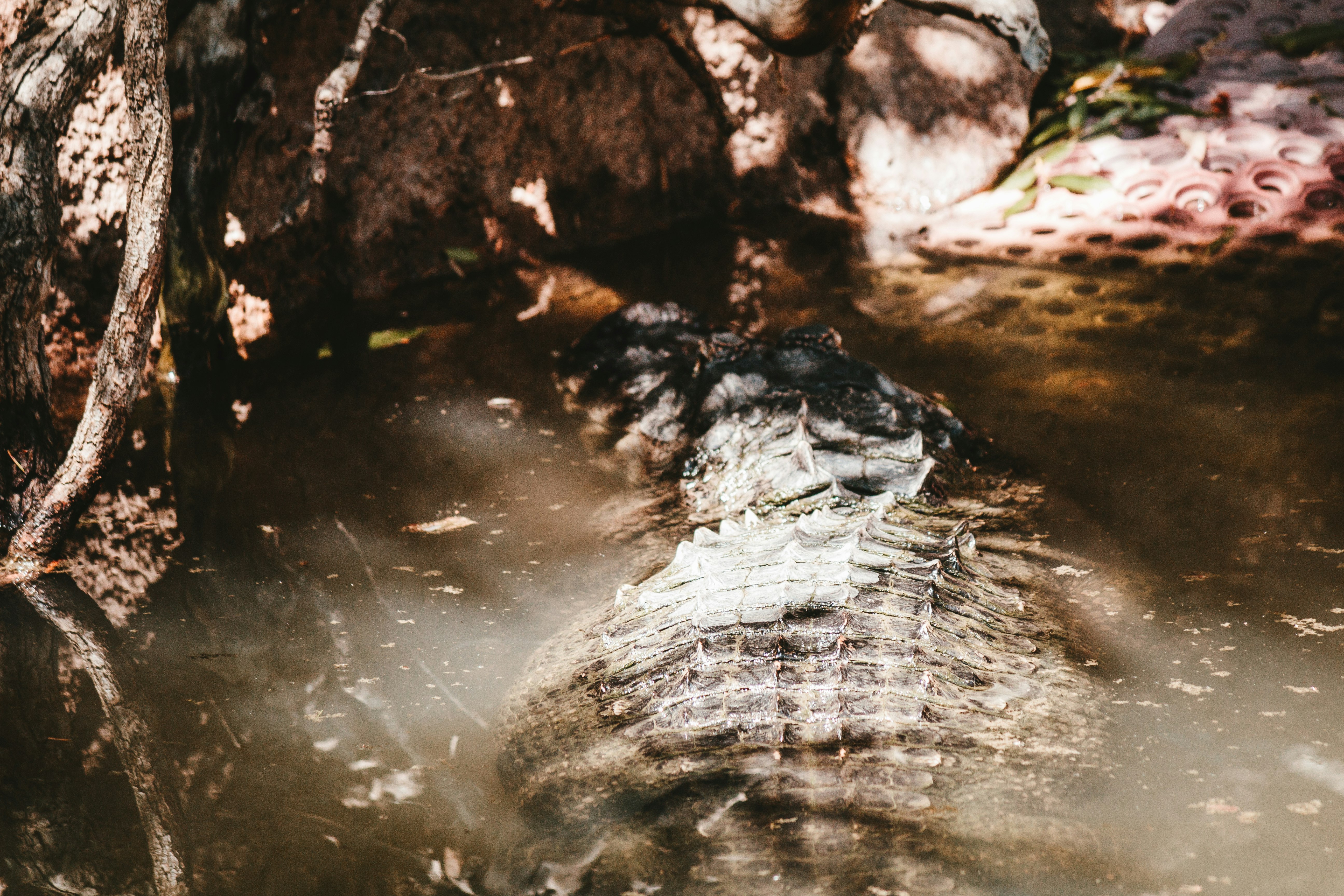 brown tree trunk on water